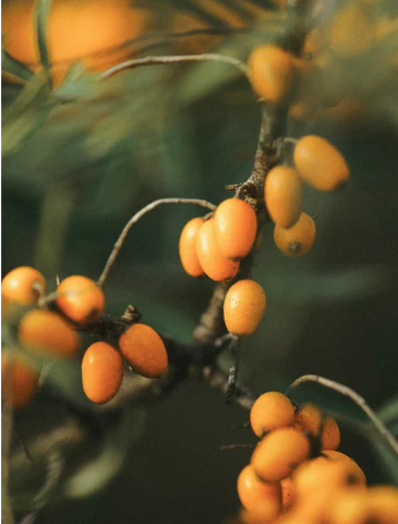 Retinol-Alternative Feuchtigkeitscreme